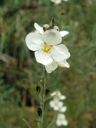 Image result for Gomphostigma