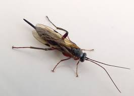 Image result for Pimpinella acutidentata