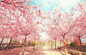 Enjoy the beautiful art of anime on your screen. Anime Bunga Sakura Wallpaper Iphone Novocom Top