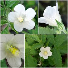 Image result for Hibiscus lobatus