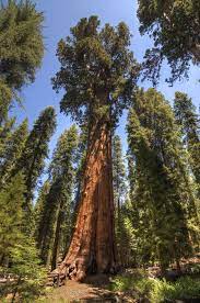 The tallest tree is a coast redwood (sequoia sempervirens) at 115m (379ft) tall, but that with the largest volume is the giant sequoia (sequoiadendron giganteum), which the stoutest single trunk, though, belongs to the baobab (adansonia digitata), the biggest of which had a diameter of 15.9m (52.1ft). The Biggest Tree In The World In Terms Of Volume General Sherman Usa Big Tree Tree Sequoia Tree