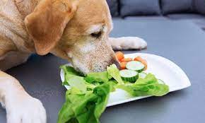 Eating lots of celery can cause you to urinate more often. Can Dogs Eat Celery Basic Tips For A Safe And Healthy Snack
