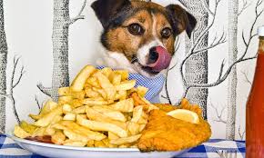 Carrots are beneficial for cats as they aid in digestion, eye care and cell growth. Half Of Britain S Cats And Dogs Are Fed Fish And Chips Every Week Daily Mail Online