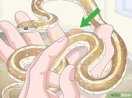 The 5 best snake pets. 4 Ways To Take Care Of A Garter Snake Wikihow