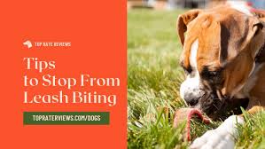 Why does my puppy keep biting me? How To Stop Your Dog From Biting Leash Easy To Follow Tips