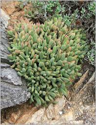 Image result for Searsia rogersii