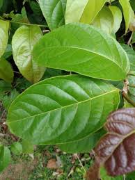 Image result for Combretum paniculatum
