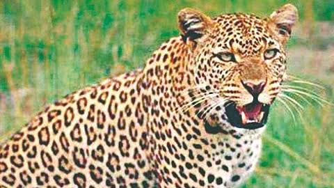 वाघापूरला महिलेवर बिबट्याचा हल्ला