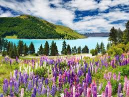 The new zealand nature fund and its new approach was established in 2020 to raise significantly higher levels of private investment and donations into conservation and to maximise the impact of those funds. Top 13 Natural Wonders To See In New Zealand Trips To Discover