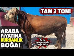 3 Tonluk Kurbanlik Boga Kocaman Araba Fiyatina Satista Youtube