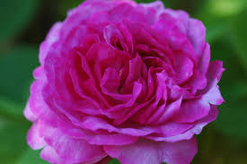 Die rose 'charles de mills' ist eine einmalblühende, historische rose mit karminroten, dichtgefüllten blüten. Charles De Mills Rose Intensiv Rosa Violett Ca 150cm Unbekannt Rosa Charles De Mills Online Bestellen