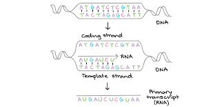 intro to gene expression central dogma article khan