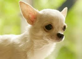 chihuahua chihuahua malenkie porody sobak sobaki chihuahua
