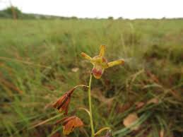 Image result for Eulophia coeloglossa