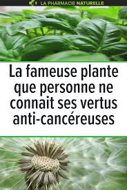 La Fameuse Plante Que Personne Ne Connait Ses Vertus Anti Cancereuses Plante Recettes Detox Malade