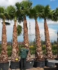 Washingtonia robusta on left and all the rest are washingtonia filiferas. Washingtonia Robusta Mexican Fan Palm Washington Palm