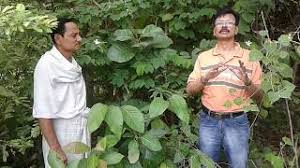 Image result for tharus of west champaran by ajay kumar ojha
