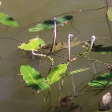 Aponogeton crispus is an aquatic plant species. Lsessj1a4fdzxm