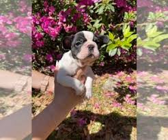 French bulldogs of florida is a orlando breeder offering all color french bulldog puppies for sale in florida. Puppies For Sale Near 31537 Usa Page 1 10 Per Page Puppyfinder Com