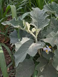 Image result for Solanum campylacanthum 'incanum type'