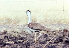 Résultat de recherche d'images pour "bustard"
