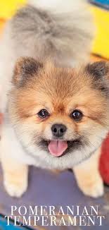 Pomeranian Temperament Is This Dog Right For Your Family Pomeranian Temperament Pomeranian Dog Cute Dogs And Puppies