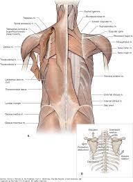These ui features are hooked back into the graph: Lower Back Anatomy Muscles Anatomy Drawing Diagram