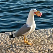Image result for seagull