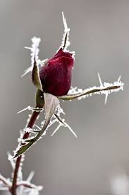 Fiori rosa, fiori di pesco, è una famosa canzone di lucio battisti che ha reso i fiori rosa molto più noti e orecchiabili di quelli di altri colori. Il Colore E Poesia Dell Anima Fotografia Di Fiori Fiore Di Ghiaccio Immagini Invernali