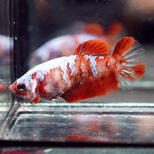It can get up to 2.25 inches, while the male can reach up to 2.6 inches. Live Betta Fish Fancy Super Red Koi Galaxy Halfmoon Plakat Female 523 Betta Fish Betta Koi