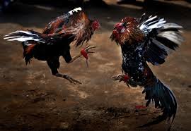 The-Art-Of-Playing-Online-Cockfighting-Excellent-Strategies-At-J88 <  Sandbox < Foswiki