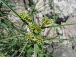 Image result for Pycreus polystachyos