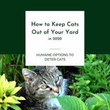 In an ideal world, you would be able to figure out who owns the intruding cat and talk to that person about the problem. How To Keep Cats Out Of Your Yard In 2020 The Barn Cat Lady