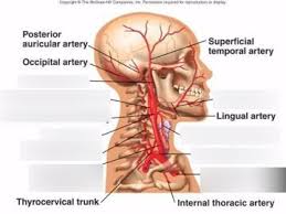 The vertebral arteries ascend through the neck inside the transverse foramina of the cervical vertebrae, all the way to the brain. Vasculature Of Neck Diagram Quizlet