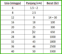 Pada usia kehamilan 8 bulan, janin dalam kandungan akan terasa kian berat dan aktif. Mari Kita Pantau Berat Badan Janin Dalam Kandungan