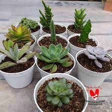Daftar harga kaktus mini terbaru juni 2021. Jual Tanaman Hias Kaktus Sukulen Mini Pot Putih 10 Cm 5 Pcs Paket Terbaru Juni 2021 Blibli
