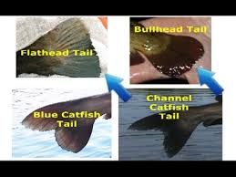How To Identify Catfish Flathead Blue Channel White Catfish Bullhead And Other Species