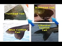 how to identify catfish flathead blue channel white catfish bullhead and other species