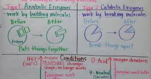 Ap Biology Biochemistry Basics Pogil Answer Key Pdf Chart Examples Biology By Mrs Paul Biology College Biology Notes Study Biology