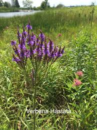 Image result for Verbena officinalis
