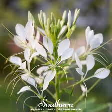Image result for Cleome oxyphylla