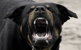 A rottweiler biting a stick of wood in a forest Pin By ð•ð€ð On Bonesnest Dangerous Dogs Rottweiler Dog Rottweiler