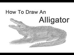 Learn How To Draw An Alligator With This How To Video And Step By Step Drawing Instructions A New Animal Tutorial Is Uploaded Ev Drawings Draw Animal Drawings