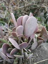 Image result for Kalanchoe glaucescens