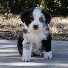 The cost to buy a miniature australian shepherd varies greatly and depends on many factors such as the breeders' location, reputation, litter size, lineage of the puppy, breed popularity (supply and demand), training. Lazy K Z Miniature Australian Shepherds Lazy K Z Mini Aussies