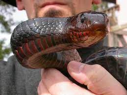Eastern Indigo Snake Snake Hognose Snake Reptiles And Amphibians