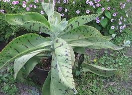 Bunny ears cactus plant has ease of care combined with an original appearance. Donkey Ears Succulent Our Plants Kaw Valley Greenhouses