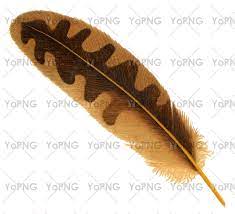 Feather Png Image Free Download For Design Png Images Png Photo Png