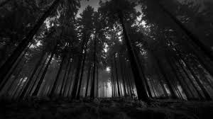 Black And White Nature Creative Wallpaper Download Dark Forest Wallpapers For Iphone For Iphone Pc Desktop Android Or Mac 1080p Hd Pat Dark Wood Wallpaper Dark Wallpaper Black And White Wallpaper