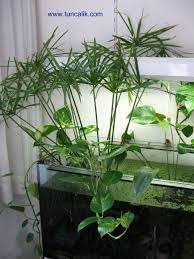Papyrus plants aren't much work if you will be treating them as annuals. Umbrella Papyrus And Golden Pothos In An Aquarium Emergent Plants Also Lucky Bamboo Use Nutrients Quickly And Indoor Water Garden Aquarium Nature Aquarium